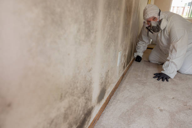 Biohazard Mold Removal in Englishtown, NJ